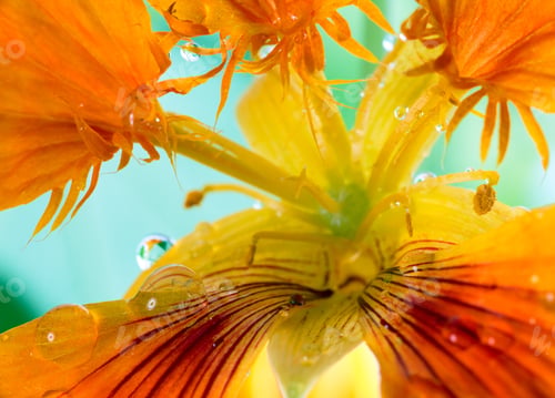 Preview: Blossoming Orange Nasturtium Flower (Macro) On Flower Bed