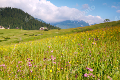Preview: Summer Mountain Blossoming Green Meadow With Farmhouse (Carpathian Mt-S, Ukraine).