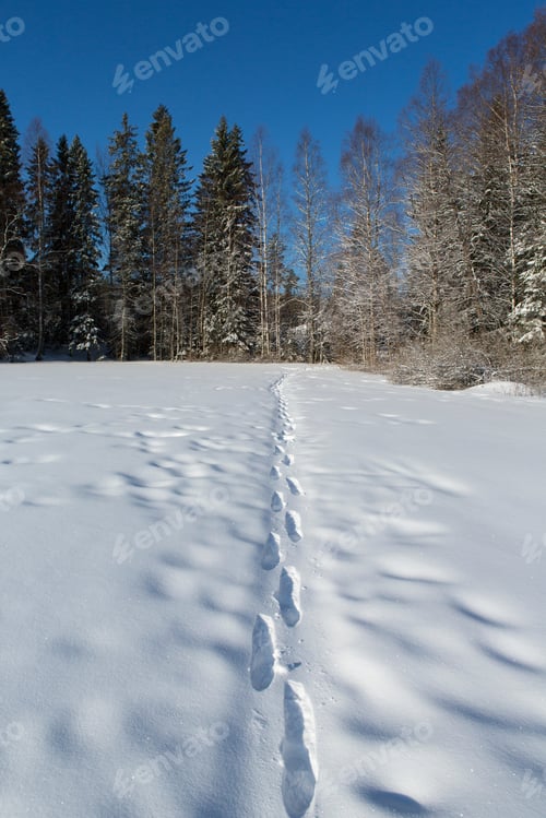 Preview: Footprints On The Deep Snow On A Beautiful Winter Day In Finland. Blue Sky, Wintry Landscape.
