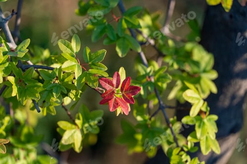 Preview: Green And Red Close Up Of Colorful Leaves