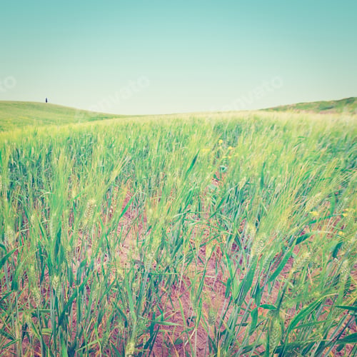 Preview: Wheat Fields On The Green Sloping Hills Of Tuscany, Instagram Effect