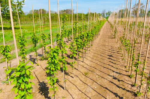 Preview: Bamboo Sticks Supporting Young Plants In The Netherlands