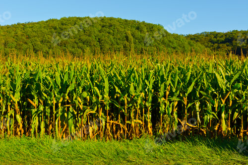 Preview: Plantation Of Corn In The French Limousen
