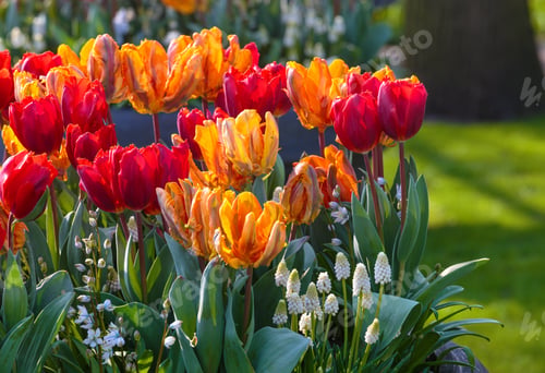Preview: Beautiful Multicolored Tulips And White Flowers On Spring Flowerbed.
