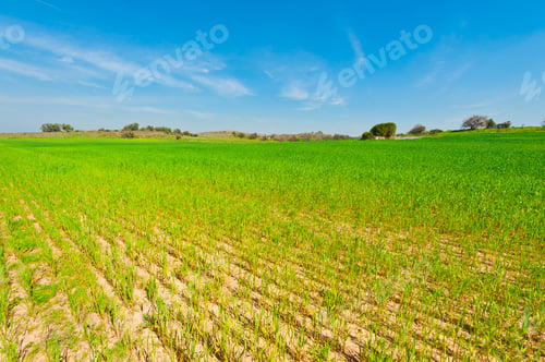 Preview: Wheat Field In Israel