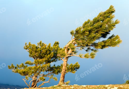 Preview: Pine Conifer Trees On Overcast Sky Background