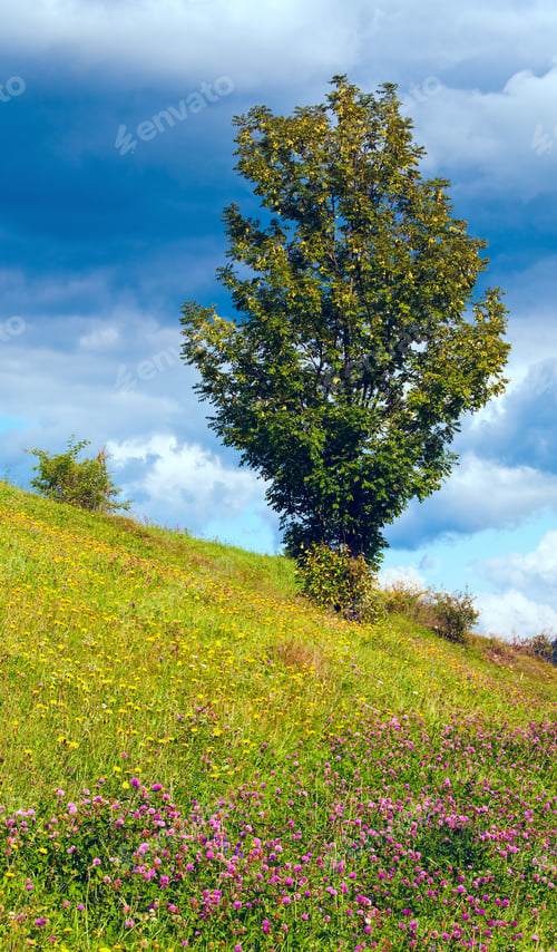 Preview: Summer Mountain View With Clover And Tree On Mountainside