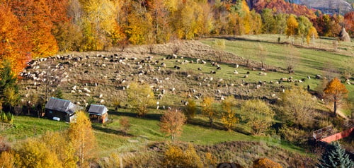 Preview: Autumn Carpathian Mountains Landscape With Multicolored Trees On Slope, Sheep Herd On Plateau