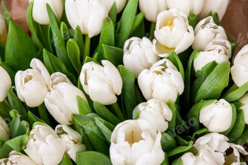 Preview: Bunch Of White Tulips Close Up