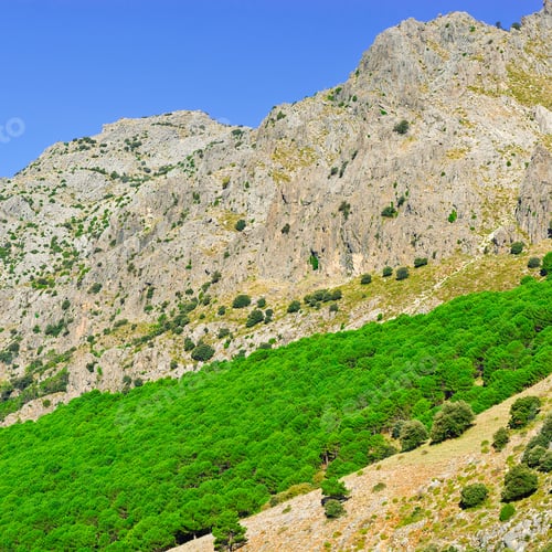 Preview: Coniferous Forest On The Slopes Of The Mountains In Spain