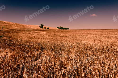 Preview: Wheat Fields On The Hills Of Sicily At Sunset