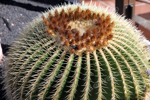 Preview: Echinocactus Grusonii Also Known As The Golden Barrel Cactus In Fuerteventura Island Spain