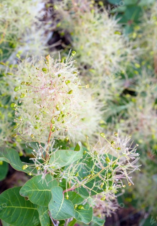 Preview: Summer Downy Plant Macro (Nature Background)