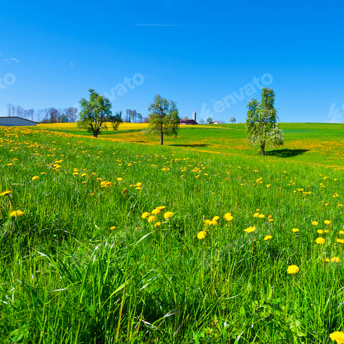 Preview: Flowering Trees Surrounded By Sloping Meadows In Switzerland