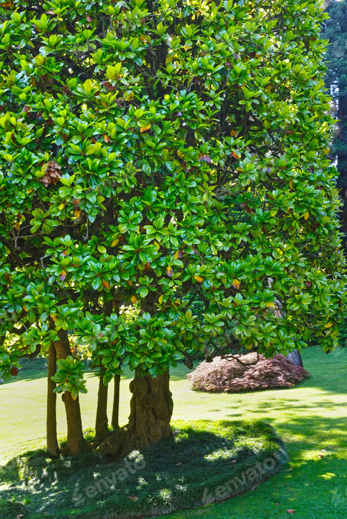 Preview: Green Trees In Summer City Park