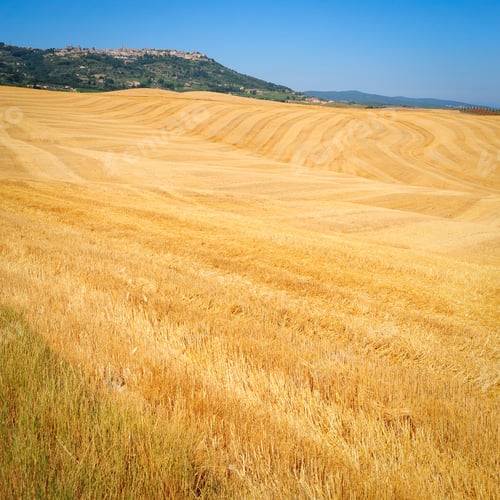 Preview: Medieval Tuscany City Surrounded By Golden Fields