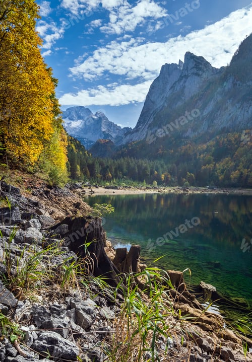 Preview: Tree Stumps Near Gosauseen Or Vorderer Gosausee Lake, Upper Austria. Colorful Autumn Alpine View Of