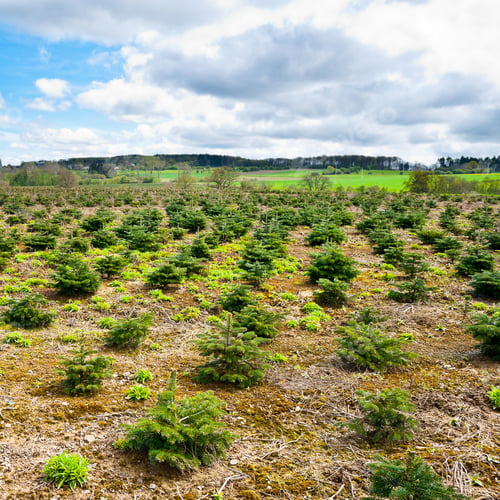 Preview: Young Trees In The Nursery For Growing Spruce For Christmas, Belgium
