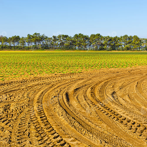 Preview: Rows Of Fresh Young Green Seedling In Portugal