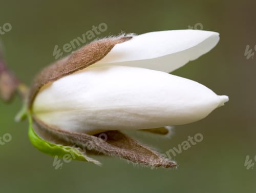 Preview: Big Flower Buds Of Magnolia-Tree (On Dark Green Background)