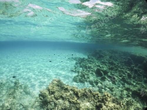 Preview: Underwater Image In Formentera Island Balearics Spain Es Calo De San Agusti Coast