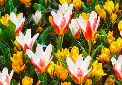 Preview: Beautiful Yellow Crocuses And White-Red Tulips (Macro) In The Spring Time. Nature Background.