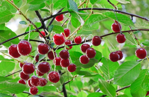 Preview: Twig Of Cherry-Tree With Red Cherries And Dew. Composite Macro Photo With Considerable Depth Of