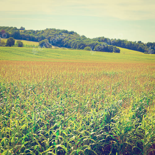 Preview: Plantation Of Corn In The French Limousen, Retro Effect