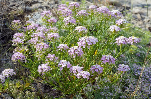 Preview: Summer Plant With Small Blue Flowers On Stone