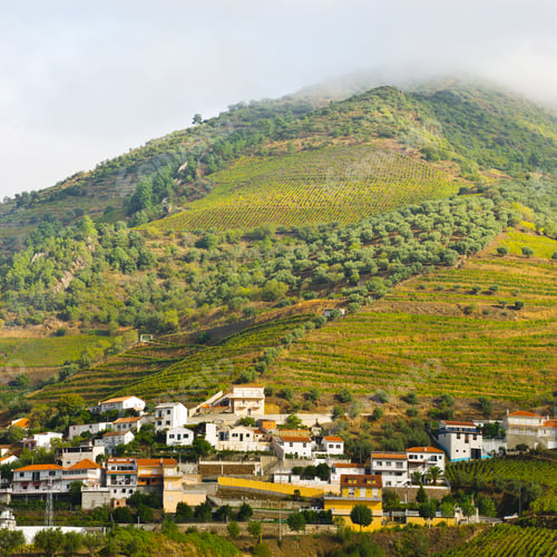 Preview: Vineyards On The Hills Of Portugal