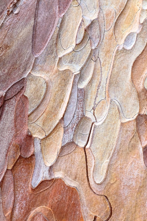 Preview: Coarse Blotched Bark Of Old Crimean Pine Tree (Stankevycha Pine). Detailed Macro.