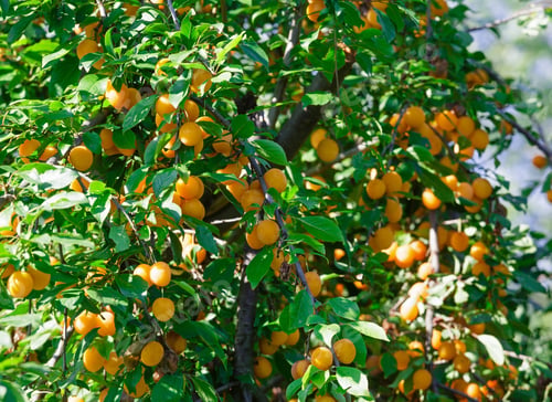 Preview: Branches With Yellow Cherry Plum Fruit