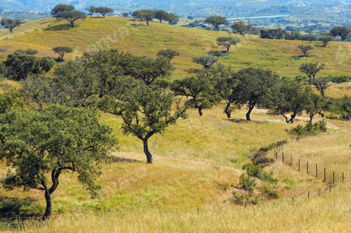 Preview: Summer Country Landscape With Olive Trees On Slope. Portugal (Between Lisboa And Algarve).