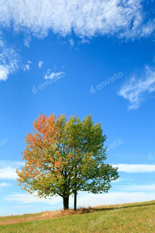 Preview: Lonely Autumn Tree On Sky With Some Cirrus Clouds Background (And Cross Under Tree Crown).