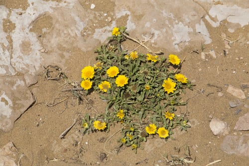 Preview: Yellow Flowers On Sand Calblanque Beach Murcia Spain