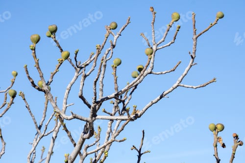 Preview: Leafless Fig Tree Branches Teruel Spain