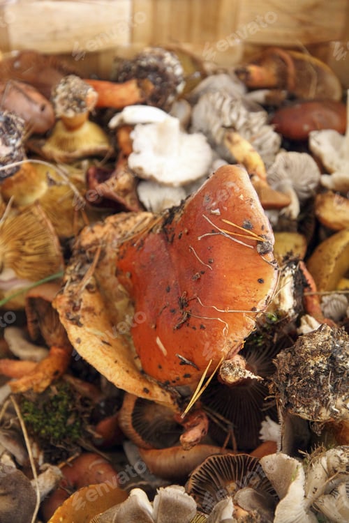 Preview: Tricholoma Terreum, Wild Mushroom In Autumn, Teruel Province, Aragon, Spain