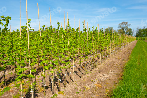 Preview: Bamboo Sticks Supporting Young Plants In The Netherlands