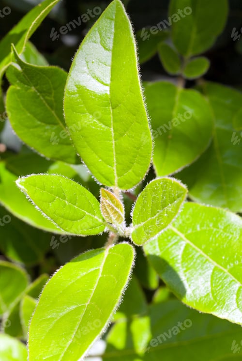 Preview: Green Spring Bush In Park (Nature Background)