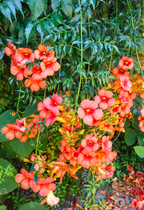 Preview: Bush With Red Flowers Closeup.