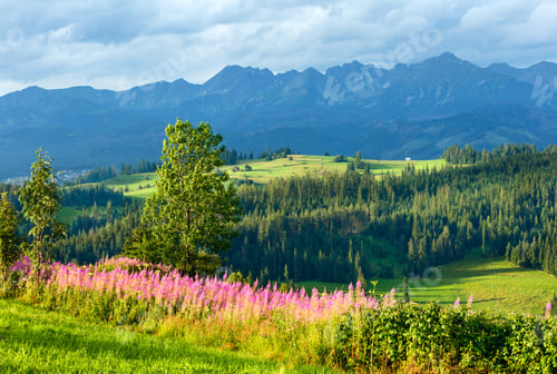 Preview: Summer Evening Mountain Village Outskirts With Pink Flowers In Front And Tatra Range
