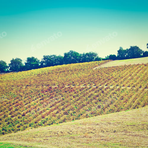 Preview: Hill In Spain With Ripe Vineyard, Retro Effect