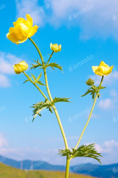 Preview: Yellow Flowers On Summer Mountain Range
