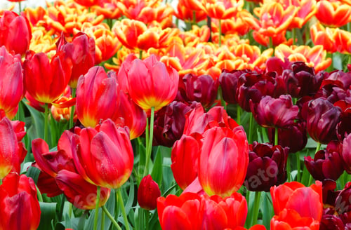 Preview: Beautiful Red And Yellow-Red Tulips Close-Up (Nature Spring Background).