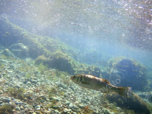 Preview: Underwater Footage San Antonio Cape Nature Reserve Las Rotas Area Denia Alicante Spain