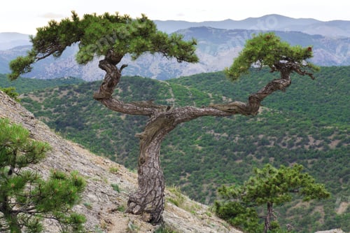 Preview: Big Pine Tree On Summer Mountain Hill ("Novyj Svit" Reserve, Crimea, Ukraine).