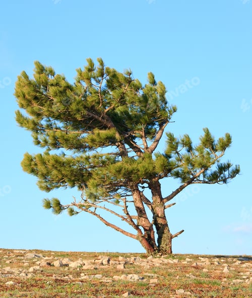 Preview: Pine Conifer Tree On Blue Sky Background