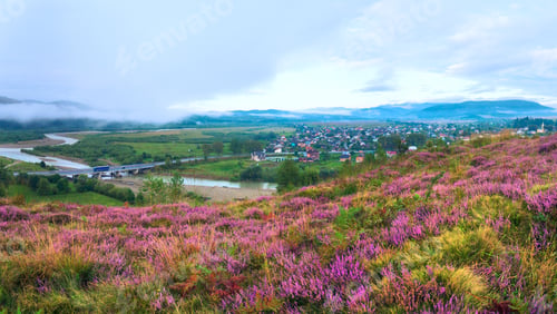 Preview: Summer Misty Morning Country Foothills Panorama With Heather Flowers