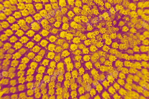 Preview: Abstract And Funky Background Done In Macro Mode