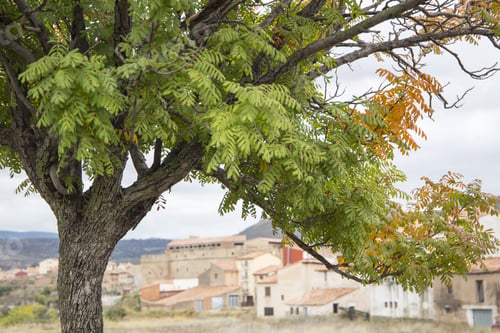Preview: Autumn Landscape With Yellow Leaves Gudar Mountains Teruel Aragon Spain. Mora De Rubielos Village.